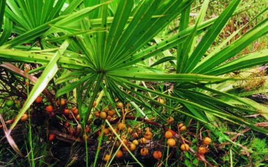 Saw Palmetto Berry extract Benefits and Uses in Bengali